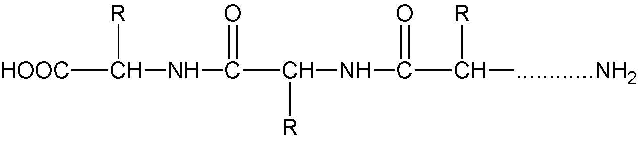 蛋白質(zhì)分子結(jié)構(gòu)