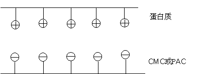 羧甲基纖維素鈉與蛋白質(zhì)